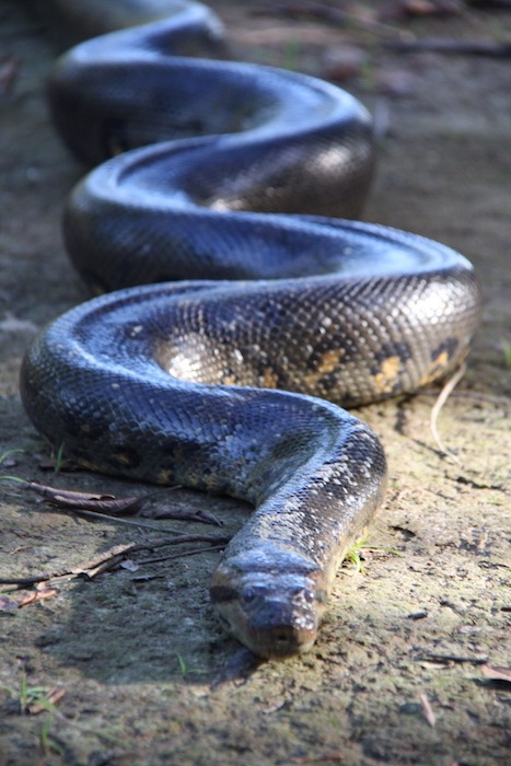 Anaconda Amazon river