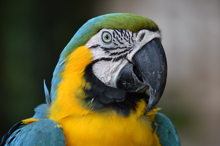 Macaw at the jungle Hotel