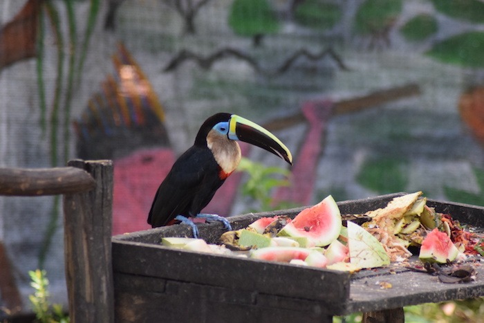 Tucano em Hotel de Selva Tucano em Hotel de Selva