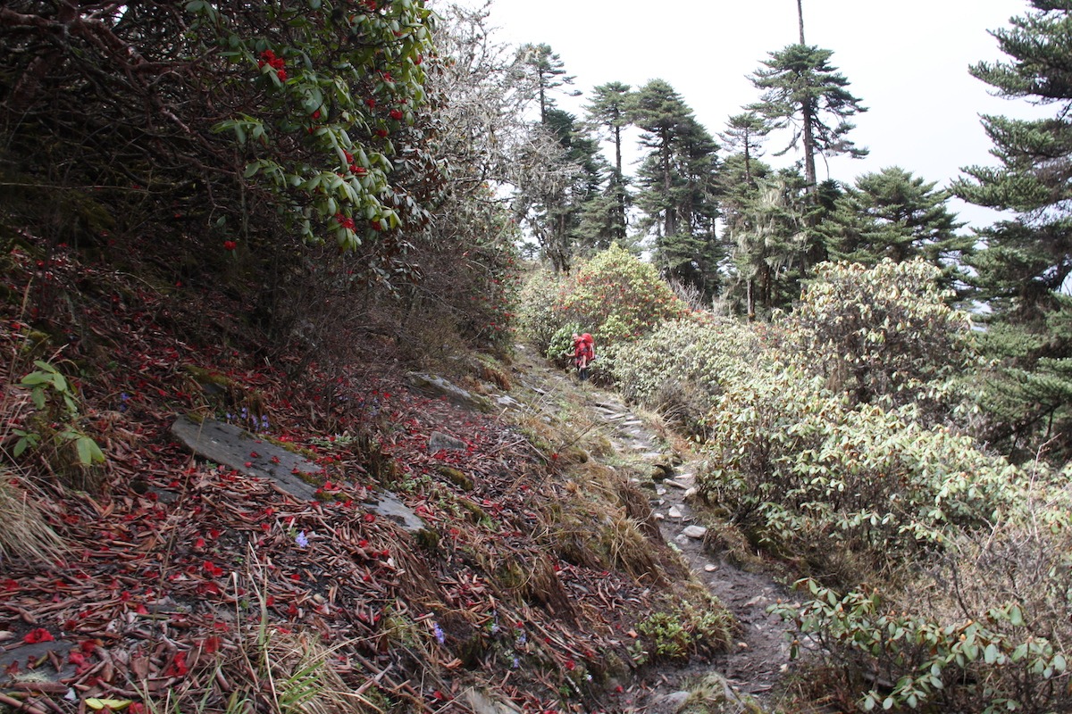 Trilhas no Butão: The Owl Trek - Kitiphu -