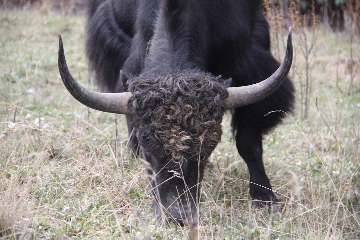 Trilhas no Butão: The Owl Trek - Yak