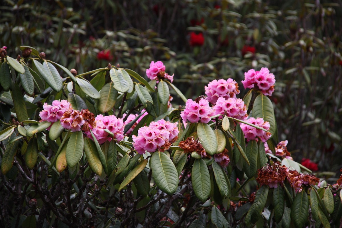 Trilhas no Butão: The Owl Trek - Rhododendron