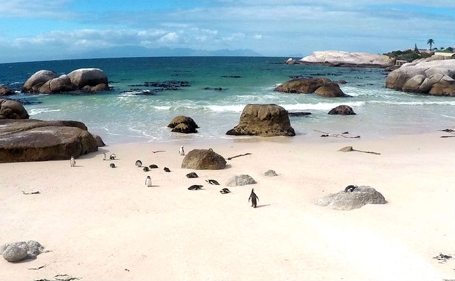 Bolders Beach Cidade do Cabo