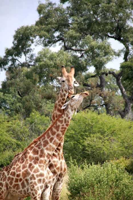 Safari Kruger Park - Roteiro na África do Sul