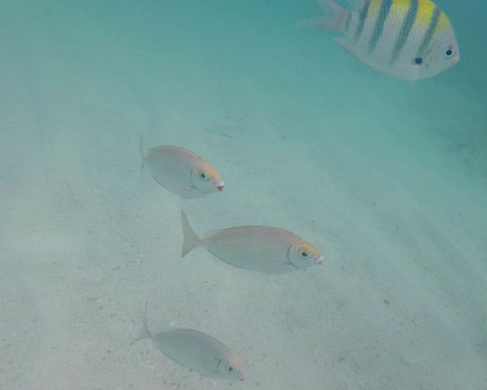 Snorkel Koh Phi Phi