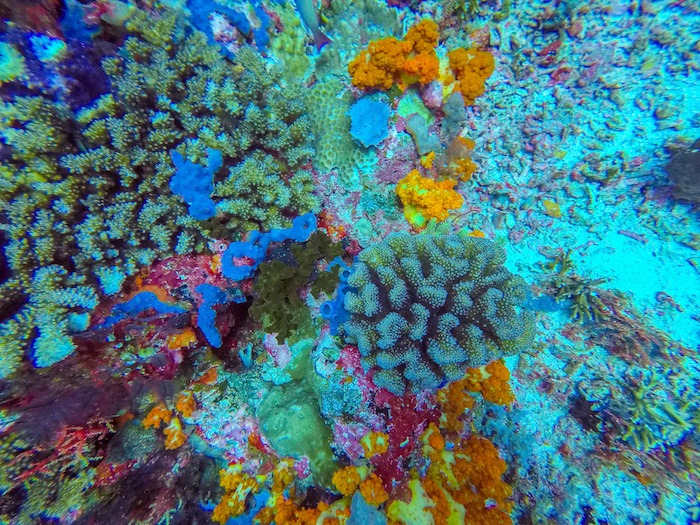 Corais Mergulho Ilha de Komodo Indonésia