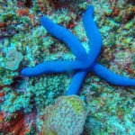 By boat around Komodo Islands in Indonesia: Dragons, beaches and scuba diving