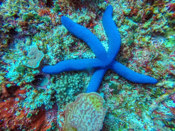 Mergulho Ilha de Komodo Indonésia