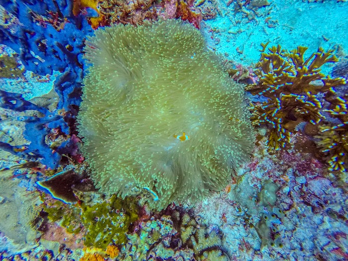 Mergulho Ilha de Komodo Indonésia