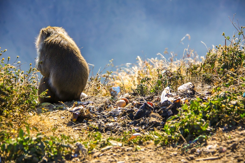 Macaco Comendo Lixo Monte Rinjani Lixo no Monte Rinjani