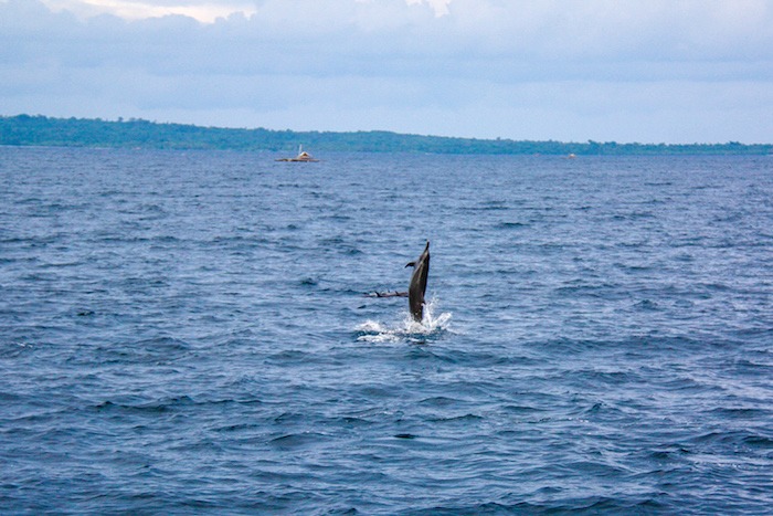 Golfinhos em Wakatobi Indonesia