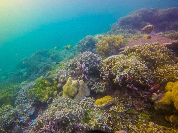Mergulho em Tomia Wakatobi Indonesia