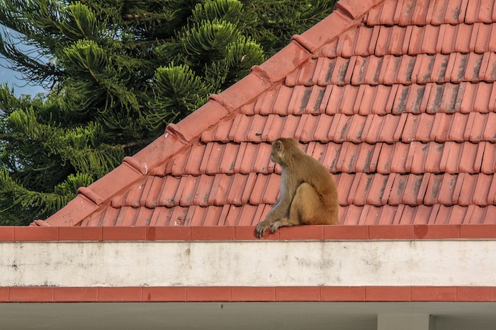 Retiro de Yoga em Ahsram na Índia
