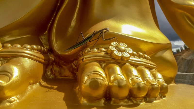 Onde visitar no Butão: Quando visitar o Buddha Dordenma, talvez darão a sorte de ver um louva-deus sobre os pés de um anjo!