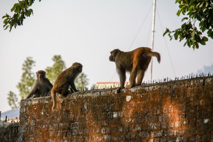 O que fazer em Rishikesh