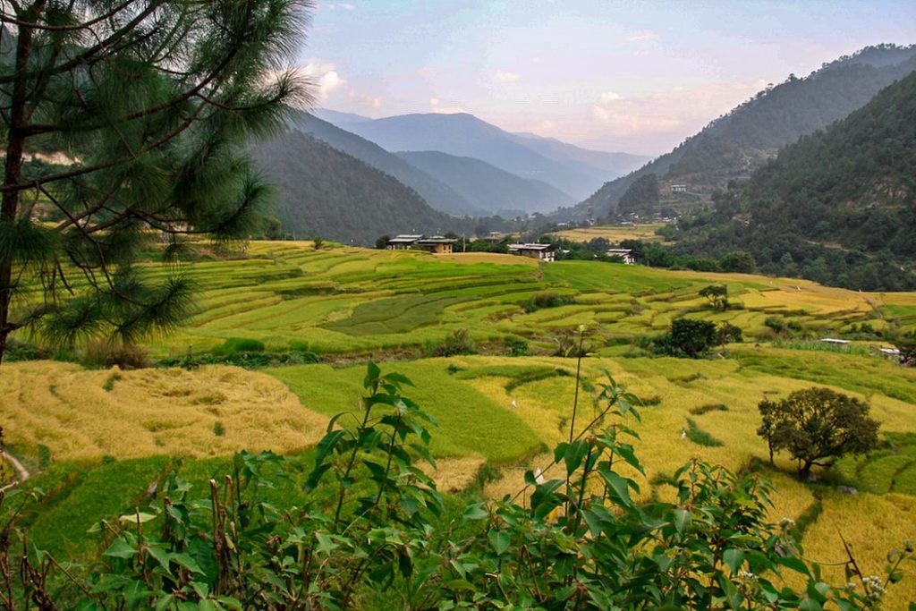 Campos de Arroz em Punakha
