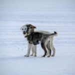 11 Curiosidades de Svalbard, Noruega (A 2 é sinistra!)