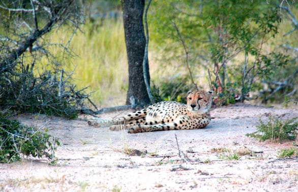 Safari Kruger Park