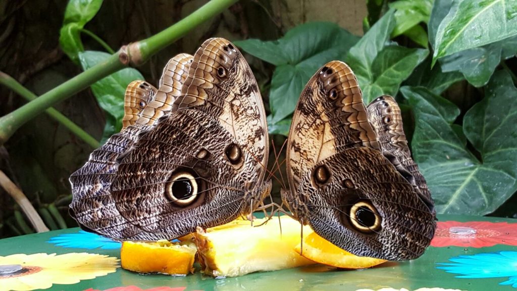 Fauna