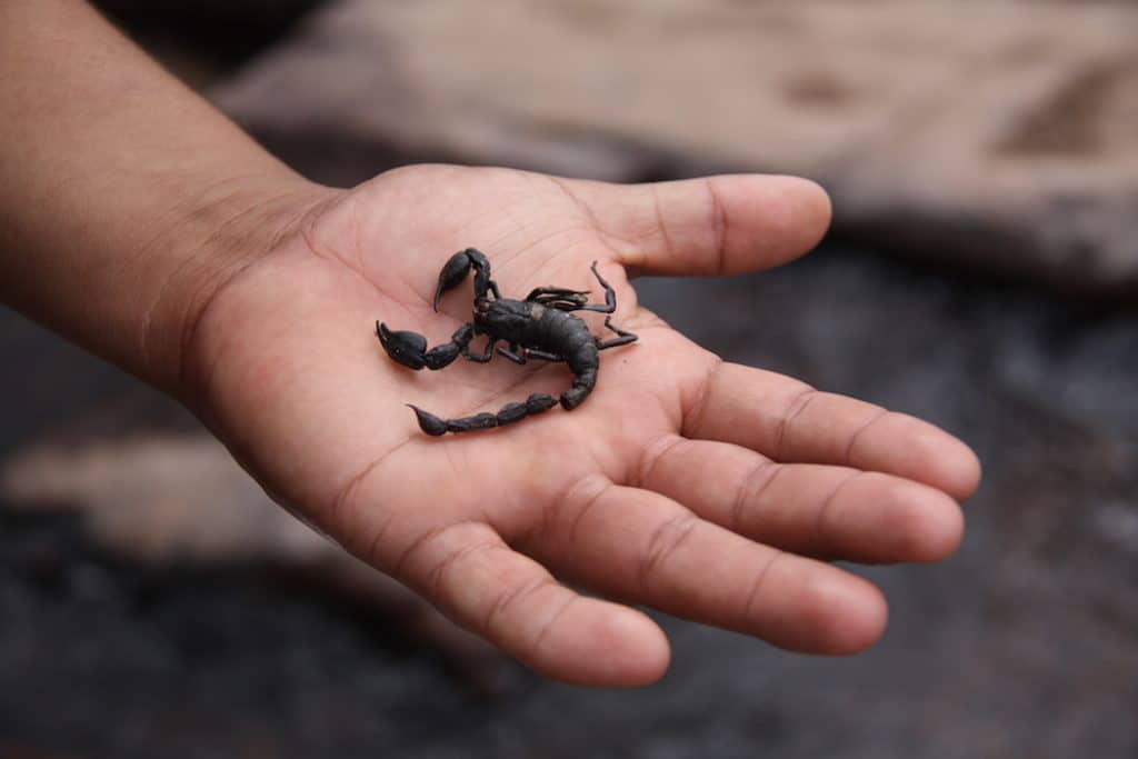 Fauna Monte Roraima