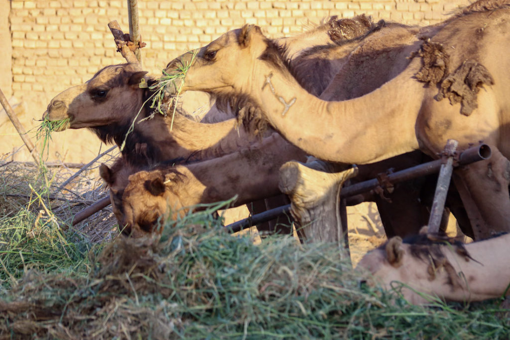 Camelos em Dowlat Abad