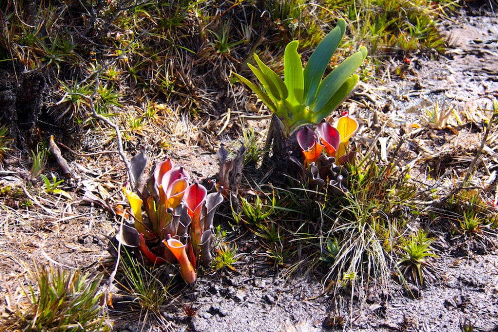 Flora Monte Roraima