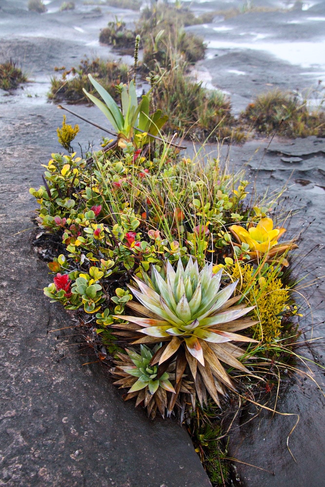 Flora Fatos do Monte Roraima