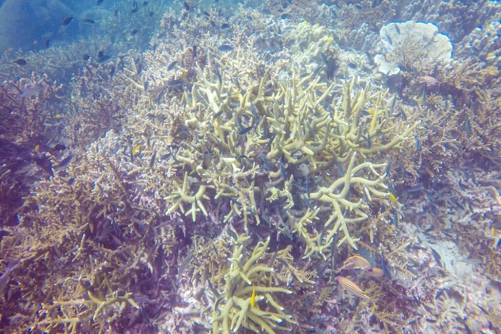 Mergulho em Koh Tao