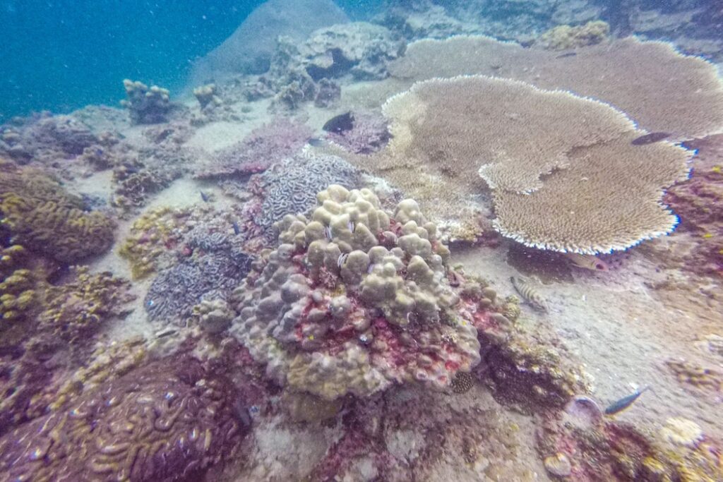 Mergulho em Koh Tao