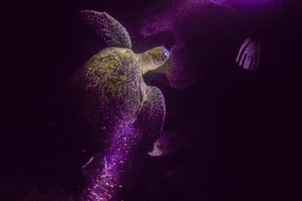 Mergulho em Koh Tao
