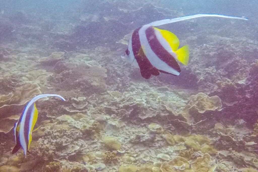 Mergulho em Koh Tao