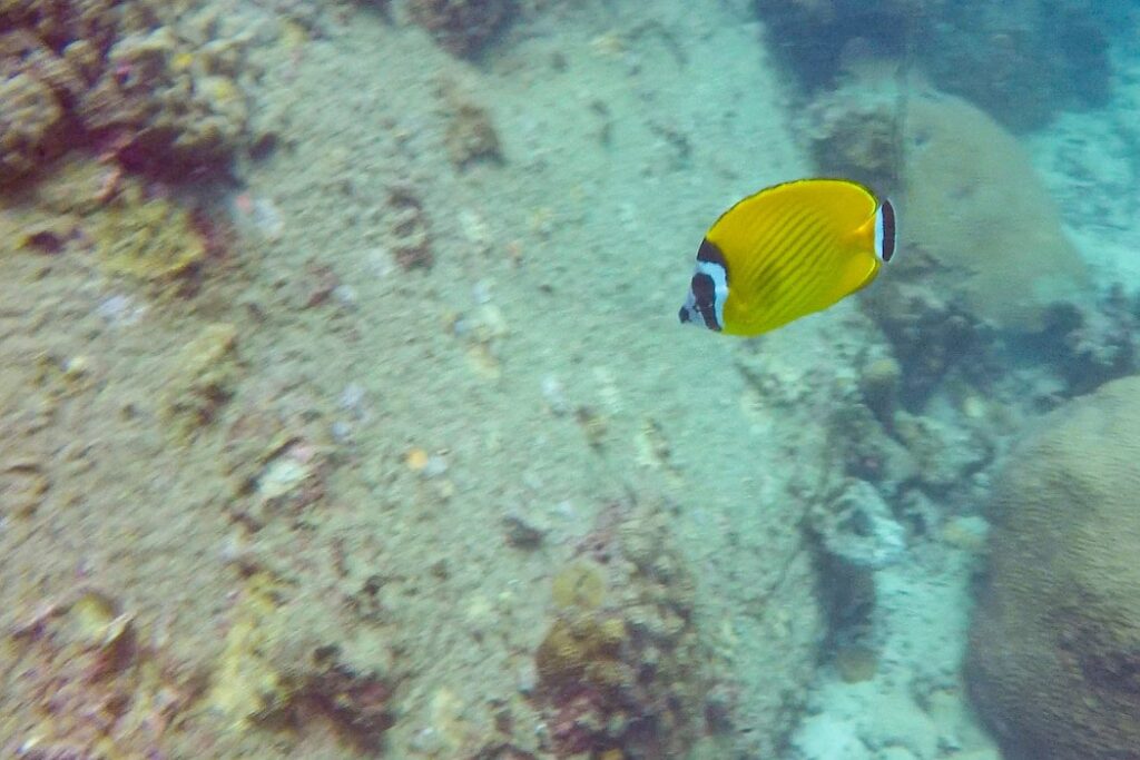 Mergulho em Koh Tao