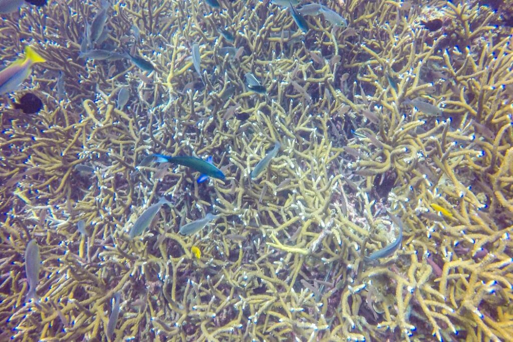 Mergulho em Koh Tao
