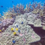 Mergulho em Koh Tao – Super dicas e desconto