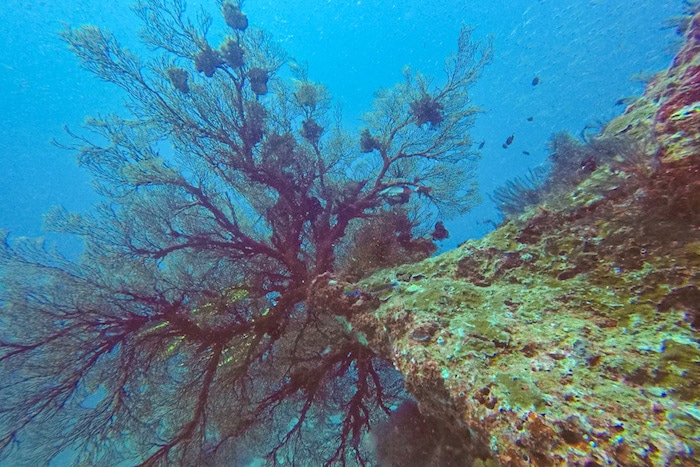 Mergulho Ilhas Similan