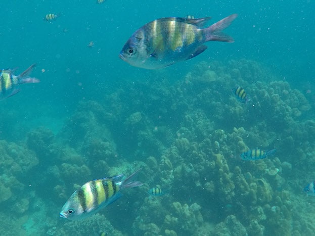 Snorkel em Koh Rok