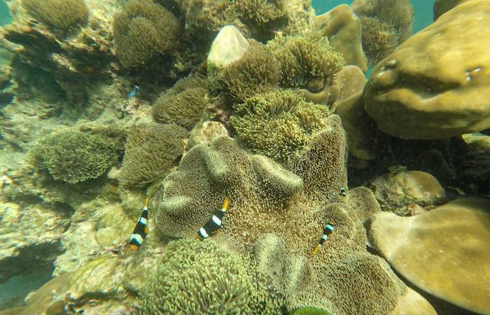Snorkeling Parque Nacional Tarutao