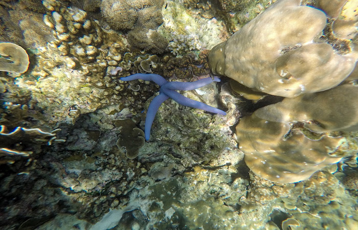 Snorkeling